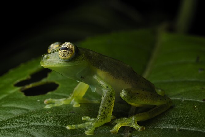 Nature Tour in the Monteverde Cloud Forest - Key things to know before you go