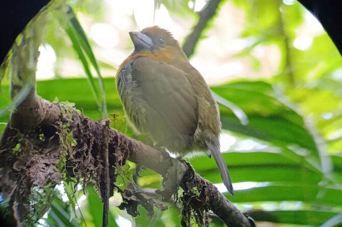 Nature Tour in the Monteverde Cloud Forest - The hummingbird start: why the tour begins with quick bird spotting