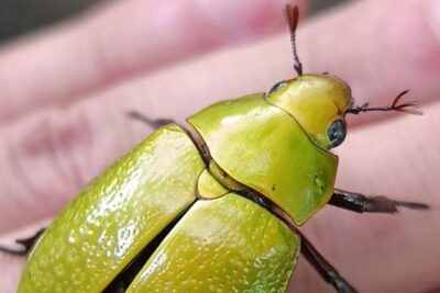 Nature Tour in the Monteverde Cloud Forest - Entrance fee and reserve reception: what the $35 tour does (and doesn’t) cover