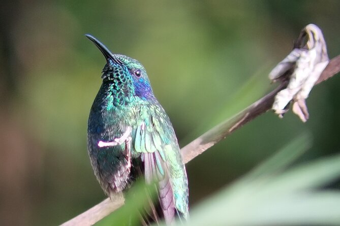 Nature Tour in the Monteverde Cloud Forest - Binoculars and telescope: turning random shapes into actual sightings