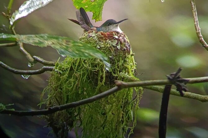 Nature Tour in the Monteverde Cloud Forest - Timing, distance, and pacing: how to get the most from 2.5 hours