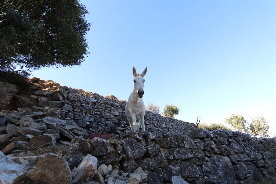 Naxos: Hike to the Top of Mount Zas with a Guide - Should you book this guided hike to Mount Zas?