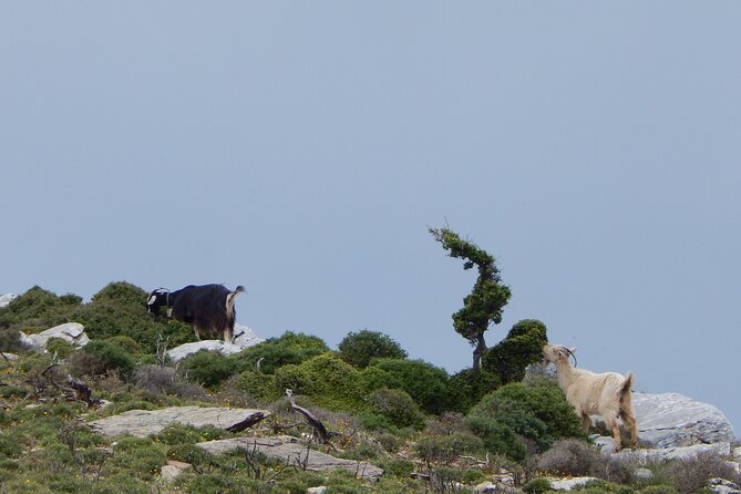 Naxos: Hike to the Top of the Cyclades - Mount Zas - Price and value: does $102.58 feel fair?