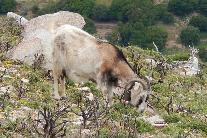 Naxos: Hike to the Top of the Cyclades - Mount Zas - Who this hike suits best on Naxos