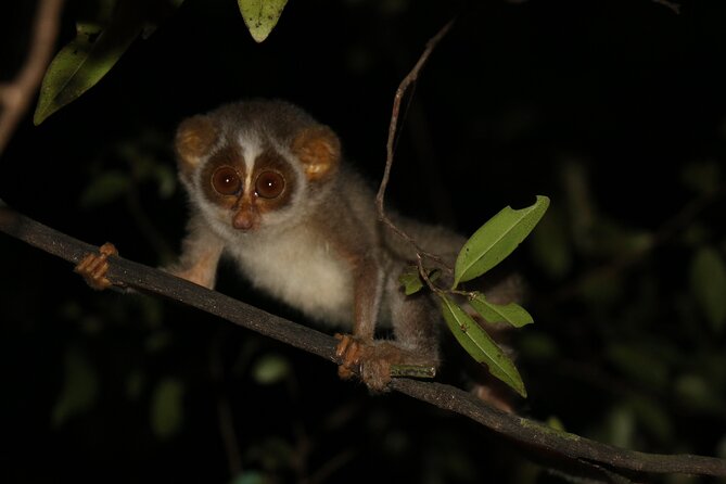 Night Hike to see Elusive & Rare Loris in Sigiriya - Key things to know before you go