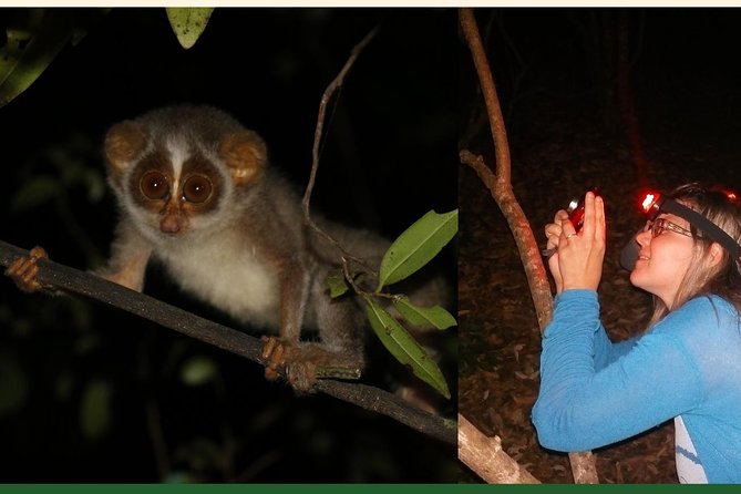 Night Hike to see Elusive & Rare Loris in Sigiriya - The loris hunt: slow steps, quiet scanning, real patience