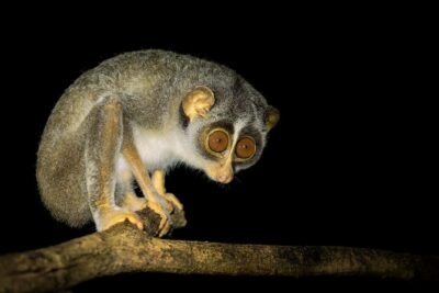 Night Hike to see Elusive & Rare Loris in Sigiriya - Where you meet: ROCKO’S Vegetarian Cafe setup