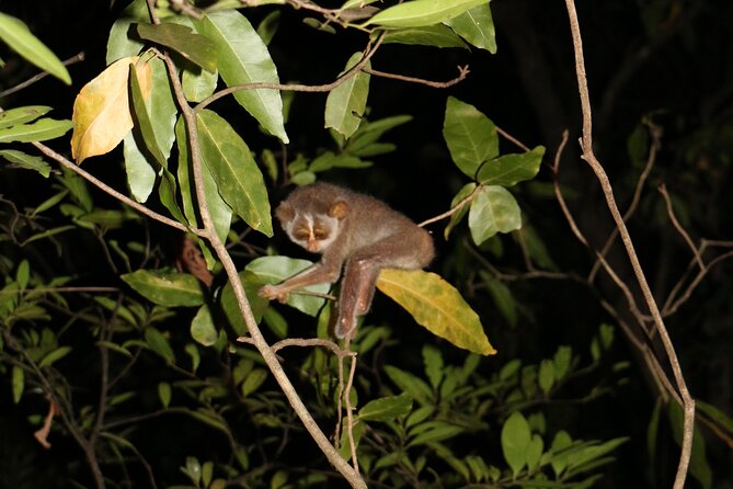 Night Hike to see Elusive & Rare Loris in Sigiriya - More than lorises: the real bonus of nighttime wildlife