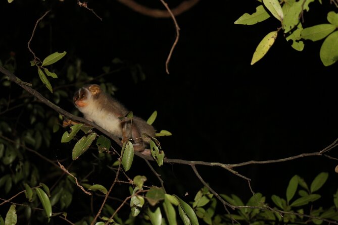 Night Hike to see Elusive & Rare Loris in Sigiriya - Gear and clothing rules (and why they’re non-negotiable)