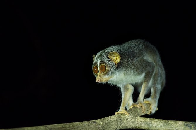 Night Hike to see Elusive & Rare Loris in Sigiriya - Price reality check: is $64 good value for this specific goal?