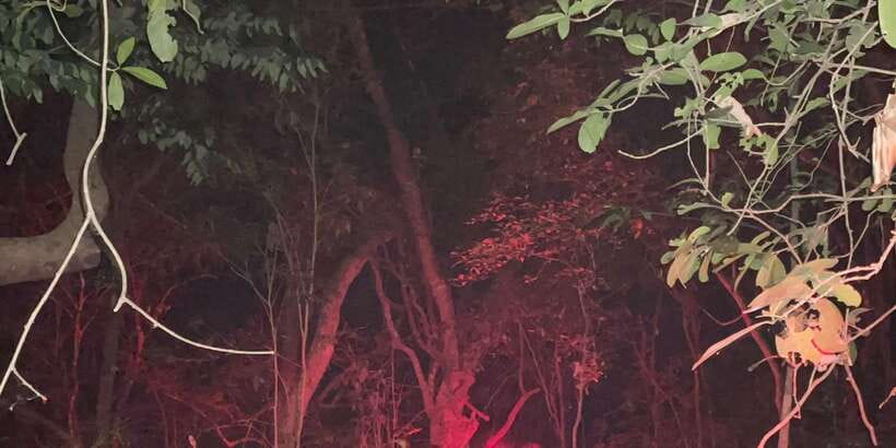 Night Hike to see Elusive & Rare Loris in Sigiriya - Who should book this night hike?