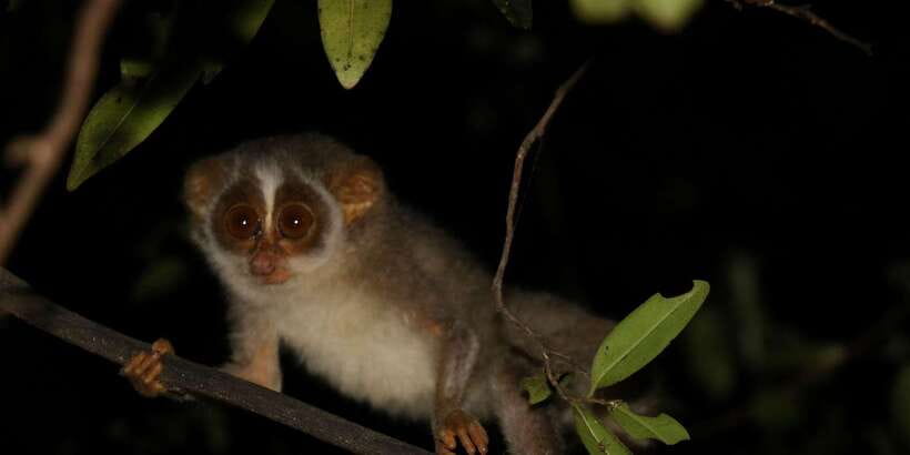 Night Hike to see Elusive & Rare Loris in Sigiriya - The ethical side: why this feels different