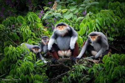 Ninh Binh: Cuc Phuong Jungle Hike & Wildlife Day Trip - The Endangered Primate Rescue Center: why it feels different than a zoo