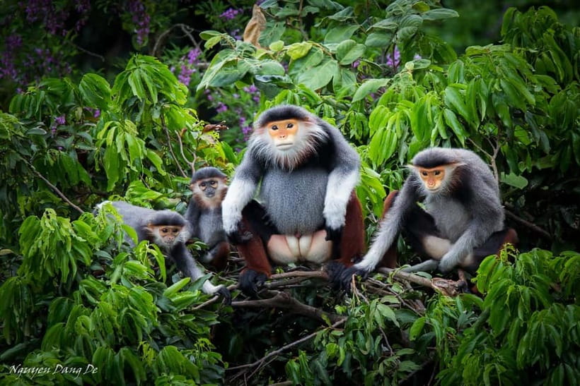 Ninh Binh: Cuc Phuong Jungle Hike & Wildlife Day Trip - The Endangered Primate Rescue Center: why it feels different than a zoo