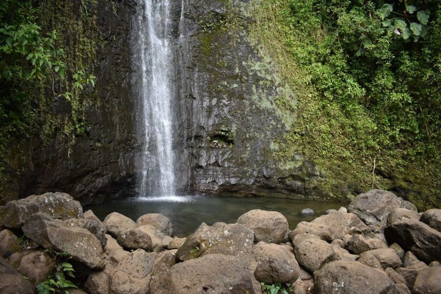 Oahu: Manoa Falls Waterfall Hike with Lunch and Transfers - The Guides Make It: Local Stories, Real Explanations, and Photo Help