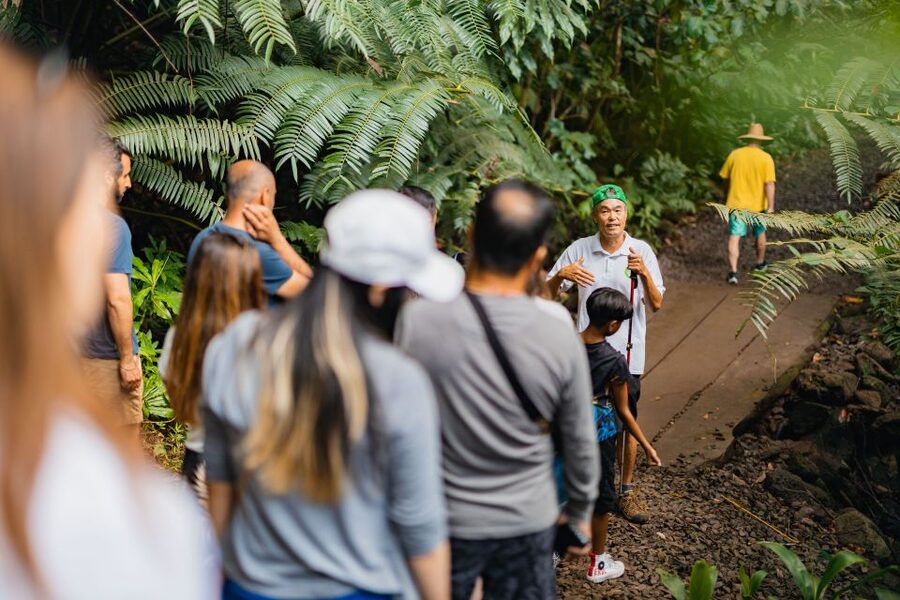 Oahu: Manoa Falls Waterfall Hike with Lunch and Transfers - Who Should Book This Manoa Falls Tour?