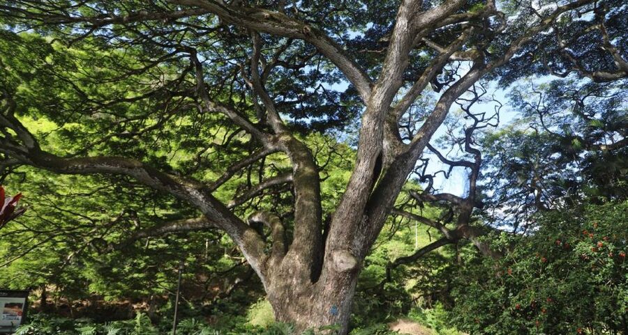 Oahu: Valley of Waimea Falls Swim & Hike with Lunch & Dole - What to bring (so you’re comfortable from pickup to swim)