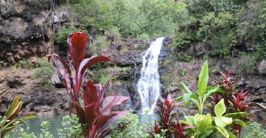 Oahu: Valley of Waimea Falls Swim & Hike with Lunch & Dole - A Waimea Valley day that actually has a rhythm