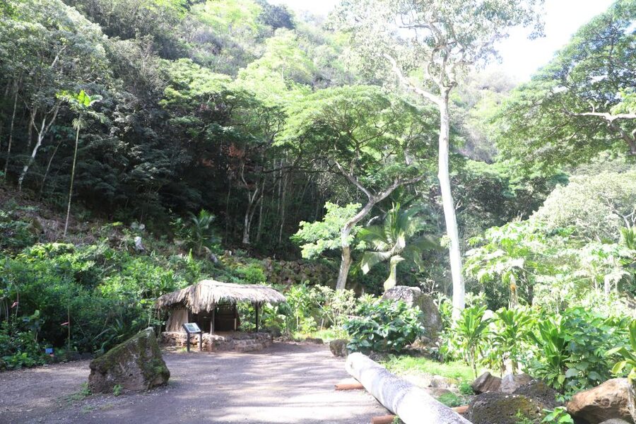 Oahu: Valley of Waimea Falls Swim & Hike with Lunch & Dole - Waimea Falls swim: safety gear helps, but wear the right shoes