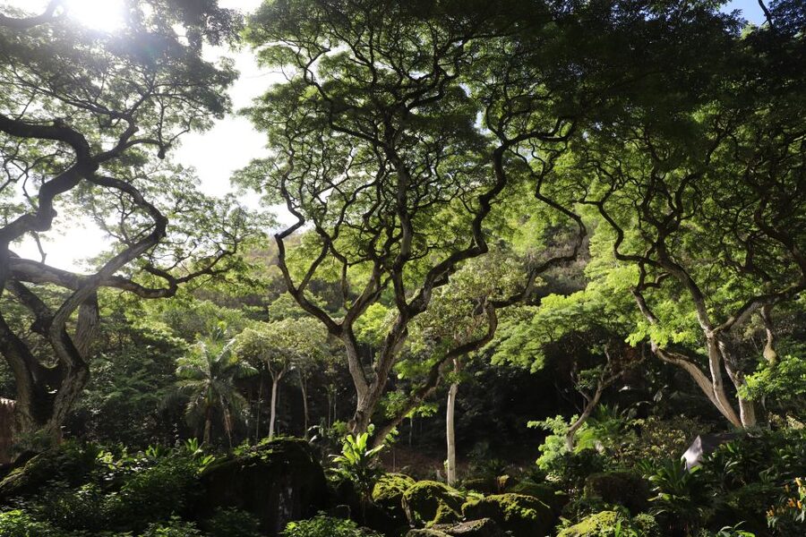 Oahu: Valley of Waimea Falls Swim & Hike with Lunch & Dole - Dole Plantation: a tourist stop that still works if you go in smart