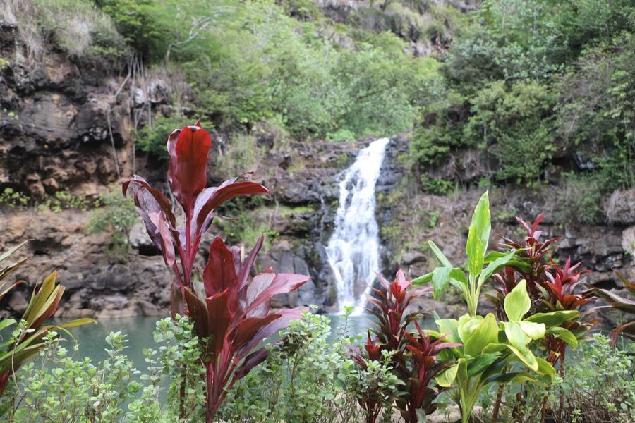 Oahu: Valley of Waimea Falls Swim & Hike with Lunch & Dole - Greenworld Coffee Farm: your easy win before the trail