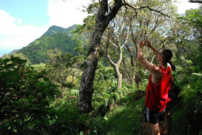 Oahu Volcanic Rainforest Hiking Adventure - Key highlights you’ll care about before you go
