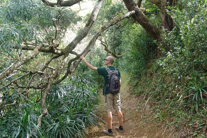 Oahu Volcanic Rainforest Hiking Adventure - Who should book (and who might not love it)
