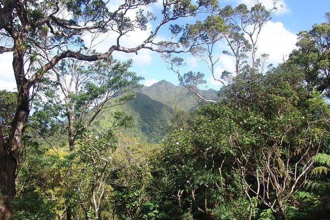 Oahu Volcanic Rainforest Hiking Adventure - Waikiki pickup, 9:00 am start, and a pace that actually works