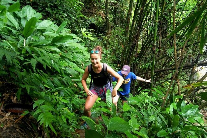 One Day Hiking and Elephant experience by Chiang Mai Elephant Home - Key highlights at a glance