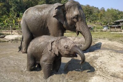 One Day Hiking and Elephant experience by Chiang Mai Elephant Home - Bamboo rafting for about an hour: what you’ll actually do