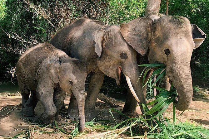 One Day Hiking and Elephant experience by Chiang Mai Elephant Home - Chiang Mai Elephant Home encounter: close elephant care with carers and mahouts