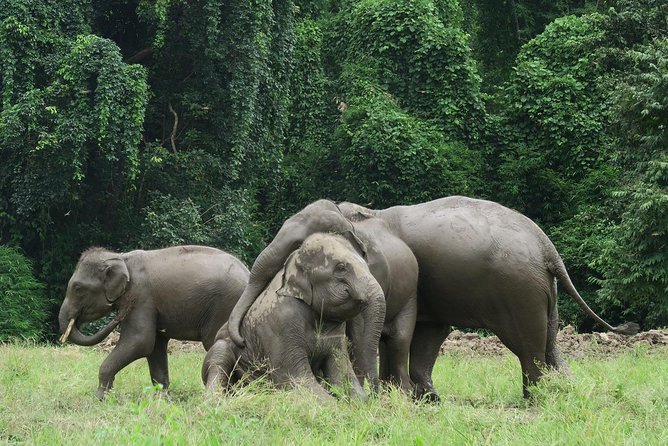 One Day Hiking and Elephant experience by Chiang Mai Elephant Home - Lunch and breaks: traditional Thai food plus a reset for the afternoon