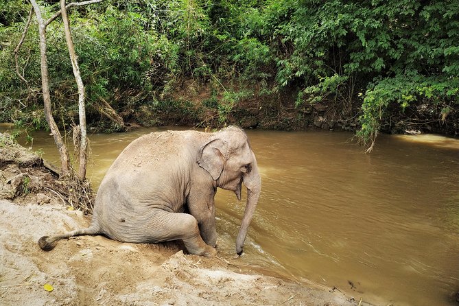One Day Hiking and Elephant experience by Chiang Mai Elephant Home - Price and value: what you’re paying for at $93.61