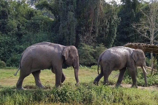 One Day Hiking and Elephant experience by Chiang Mai Elephant Home - What to bring (so the day stays fun, not annoying)