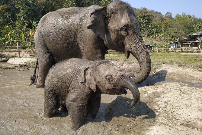 One Day Hiking and Elephant experience by Chiang Mai Elephant Home - Bamboo rafting for about an hour: what you’ll actually do
