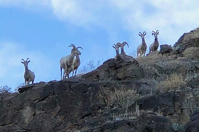 Palm Springs Hike to an Oasis and Amazing Desert Views - Wildlife Season: When to Watch for Peninsular Bighorn Sheep