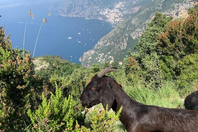 Path of the gods hike - The Zia Lucy Stop: Where the Day Gets More Italian Than Scenic