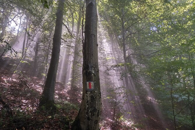 Piatra Craiului National Park Private Hiking Tour from Brasov - Bran Castle on the way back: only if you still have energy