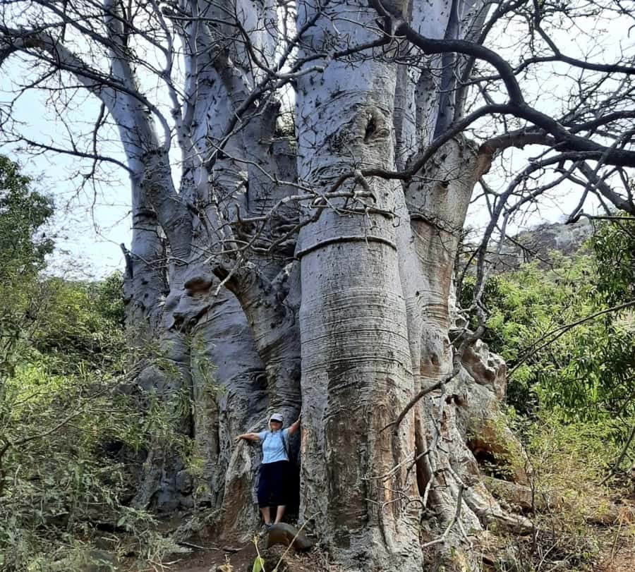 Praia: Baobab Mysterious Tree, Green Valley & Old City Hike - Key things to know before you hike Baobab + Cidade Velha