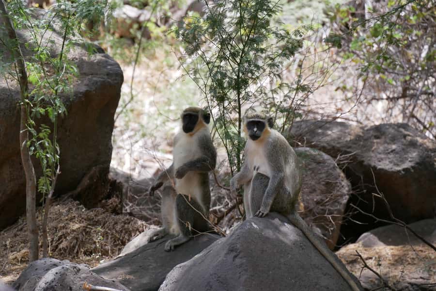 Praia: Baobab Mysterious Tree, Green Valley & Old City Hike - Why this Praia-to-Cidade Velha hike feels like a perfect Santiago day