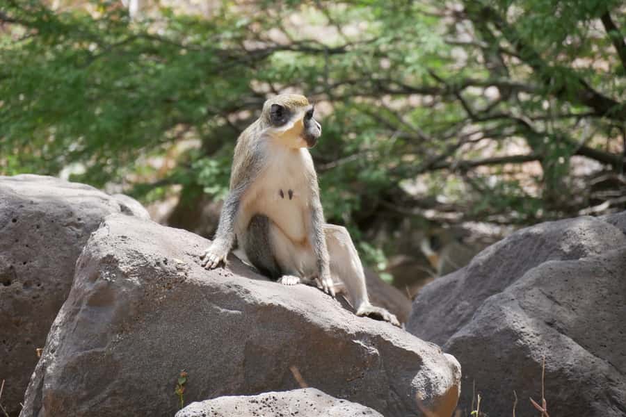 Praia: Baobab Mysterious Tree, Green Valley & Old City Hike - The 4 km green valley hike: moderate difficulty, careful footing