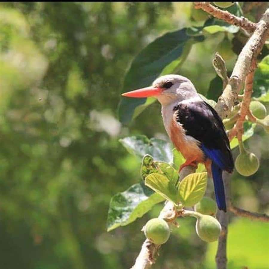 Praia: Baobab Mysterious Tree, Green Valley & Old City Hike - Grogue stories and local life: why the guide makes a difference