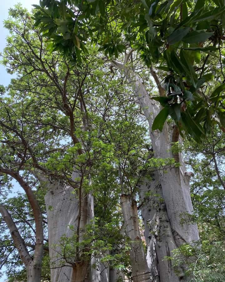 Praia: Baobab Mysterious Tree, Green Valley & Old City Hike - Meeting up from Praia: pickup, transport, and how the day flows