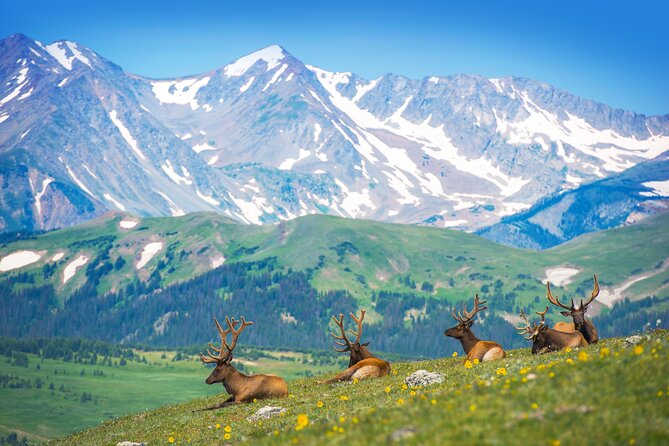 Private Birding Hike in Rocky Mountain National Park - Key highlights at a glance