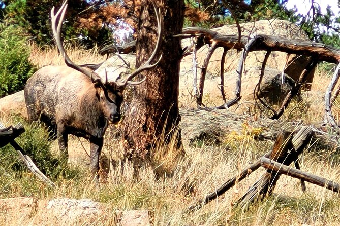 Private Birding Hike in Rocky Mountain National Park - Your day inside the park: how the hike and birding rhythm works
