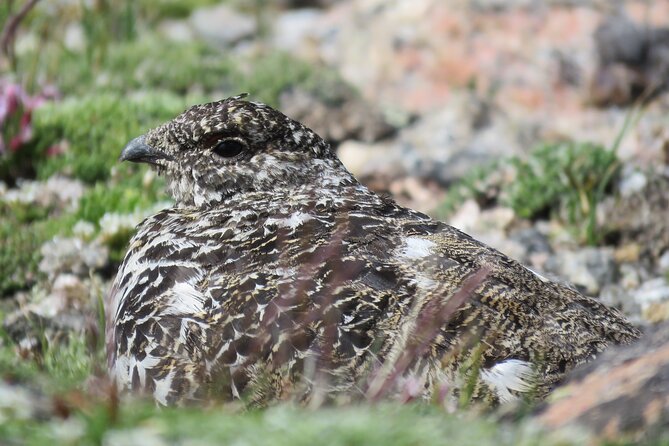 Private Birding Hike in Rocky Mountain National Park - What you can spot: birds and mammals with Rocky Mountain specialties