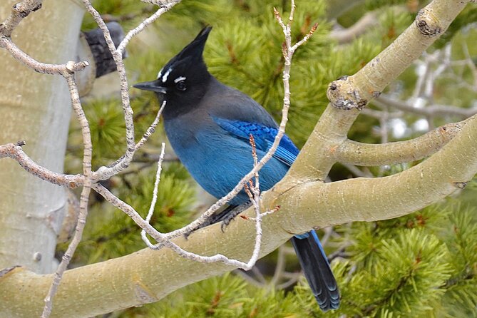Private Birding Hike in Rocky Mountain National Park - Food, comfort, and what to pack for a 9-hour outing