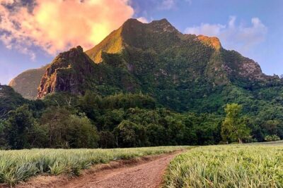 Private Day Trip Hike and Boat in Moorea - The morning hike: ancestor trail, pineapple fields, and the 3 Pinus