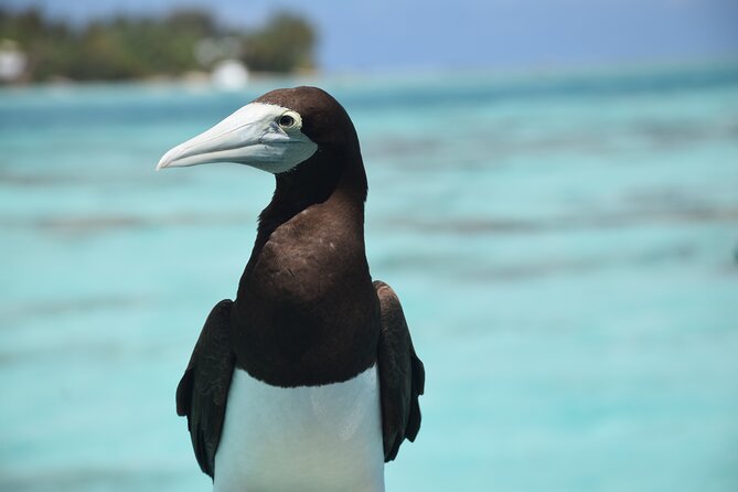 Private Day Trip Hike and Boat in Moorea - The boat portion: marine fauna viewing with a marine biologist