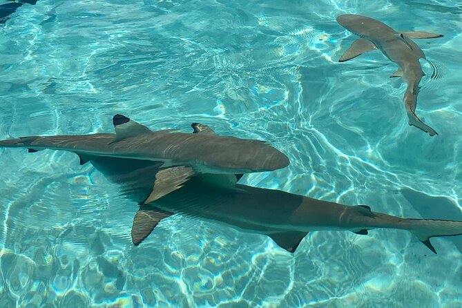 Private Day Trip Hike and Boat in Moorea - Price and value: what $1,822 buys you on a private day